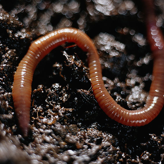 Earthworm, Megascolides australis
