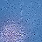 Biofuel microbe, Clostridium phytofermentans