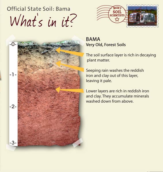 Official State Soil: Bama 
July 4th 

This is a photo of the layers that make up a Bama soil profile. Bama: Very Old, Forest Soils. Layer 1: The soil surface layer is rich in decaying plant matter. Layer 2: Seeping rain washes the reddish iron and clay out of this layer, leaving it pale. Layer 3: Lower layers are rich in reddish iron and clay. They accumulate minerals washed down from above.