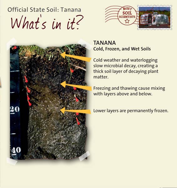Official State Soil: Tanana 
July 10th 

This is a photo of the layers that make up a Tanana soil profile. Tanana: Cold, Frozen, and Wet Soils. Layer 1: Cold weather and waterlogging slow microbial decay, creating a thick soil layer of decaying plant matter. Layer 2: Freezing and thawing cause mixing with layers above and below. Layer 3: Lower layers are permanently frozen.