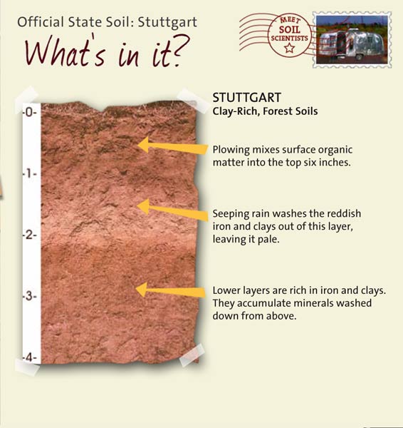 Official State Soil: Stuttgart 
November 1st 

This is a photo of the layers that make up a Stuttgart soil profile. Stuttgart: Clay-Rich, Forest Soils. Layer 1: Plowing mixes surface organic matter into the top six inches. Layer 2: Seeping rain washes the reddish iron and clays out of this layer, leaving it pale. Layer 3: Lower layers are rich in iron and clays. They accumulate minerals washed down from above.