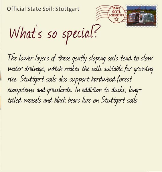 Official State Soil: Stuttgart 
November 1st 


The lower layers of these gently sloping soils tend to slow water drainage, which makes the soils suitable for growing rice. Stuttgart soils also support hardwood forest ecosystems and grasslands. In addition to ducks, long-tailed weasels and black bears live on Stuttgart soils.
