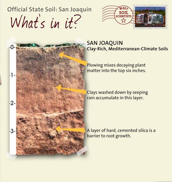 Official State Soil: San Joaquin 
July 6th 

This is a photo of the layers that make up a San Joaquin soil profile. San Joaquin: Clay-Rich, Miditerranean-Climate Soils. Layer 1: Plowing mixes decaying plant matter into the top six inches. Layer 2: Clays washed down by seeping rain accumulate in this layer. Layer 3: A layer of hard, cemented silica is a barrier to root growth.
