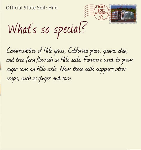 Official State Soil: Hilo 
November 9th 


Communities of Hilo grass, California grass, guava, ohia, and tree fern flourish in Hilo soils. Farmers used to grow sugar cane on Hilo soils. Now these soils support other crops, such as ginger and taro.
