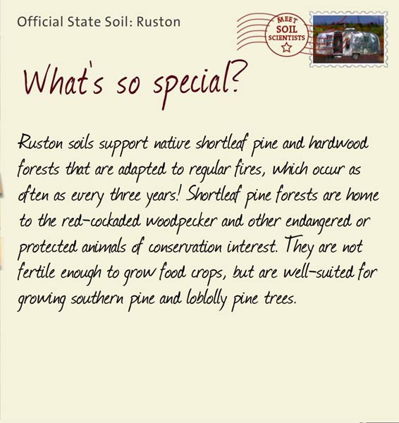 Official State Soil: Ruston 
April 13th 


Ruston soils support native shortleaf pine and hardwood forests that are adapted to regular fires, which occur as often as every three years! Shortleaf pine forests are home to the red-cockaded woodpecker and other endangered or protected animals of conservation interest. They are not fertile enough to grow food crops, but are well-suited for growing southern pine and loblolly pine trees. 
