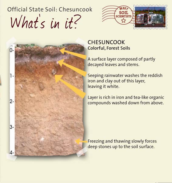 Official State Soil: Chesuncook 
June 15th 

This is a photo of the layers that make up a Chesuncook soil profile. Chesuncook: Colorful, Forest Soils. Layer 1: A surface layer composed of partly decayed leaves and stems. Layer 2: Seeping rainwater washes the reddish iron and clay out of this layer, leaving it white. Layer 3: Layer is rich in iron and tea-like organic compounds washed down from above. Layer 4: Freezing and thawing slowly forces deep stones up to the soil surface.