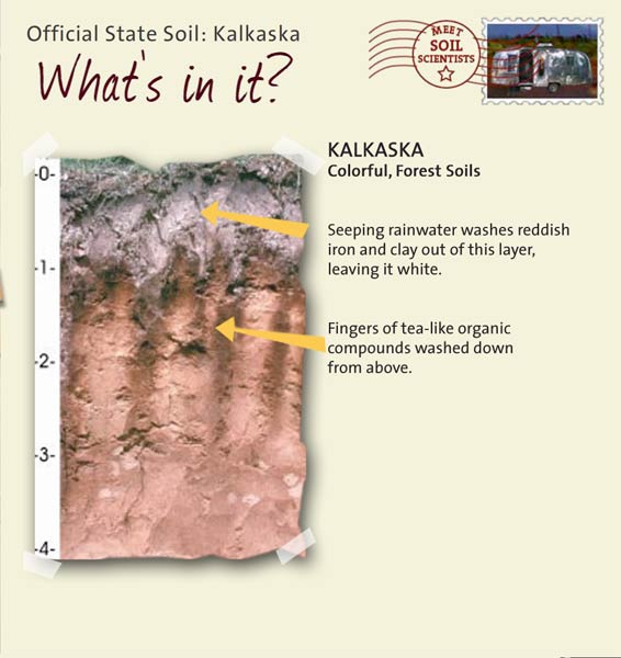 Official State Soil: Kalkaska 
December 20th 

This is a photo of the layers that make up a Kalkaska soil profile. Kalkaska: Colorful, Forest Soils. Layer 1: Seeping rainwater washes reddish iron and clay out of this layer, leaving it white. Layer 2: Fingers of tea-like organic compounds washed down from above.