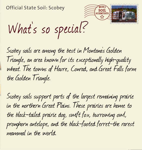 Official State Soil: Scobey 
August 14th 


Scobey soils are among the best in Montana's Golden Triangle, an area known for its exceptionally high-quality wheat. The towns of Havre, Conrad, and Great Falls form the Golden Triangle. 

Scobey soils support parts of the largest remaining prairie in the northern Great Plains. These prairies are home to the black-tailed prairie dog, swift fox, burrowing owl, pronghorn antelope, and the black-footed ferret-the rarest mammal in the world.
