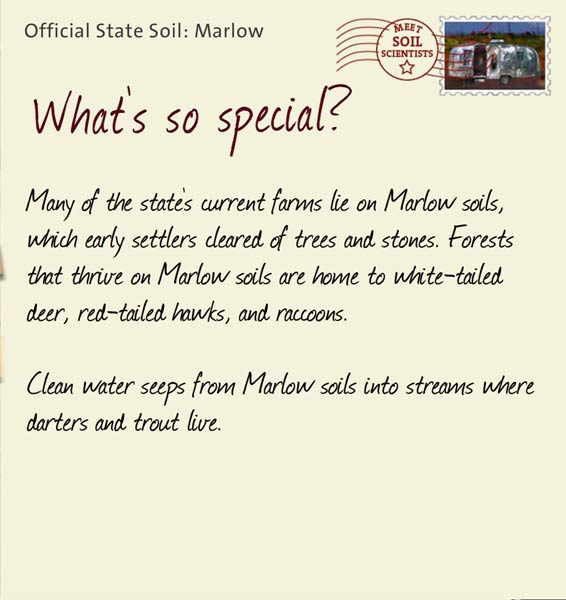 Official State Soil: Marlow 
October 18th 


Many of the state's current farms lie on Marlow soils, which early settlers cleared of trees and stones. Forests that thrive on Marlow soils are home to white-tailed deer, red-tailed hawks, and raccoons. 

Clean water seeps from Marlow soils into streams where darters and trout live. 
