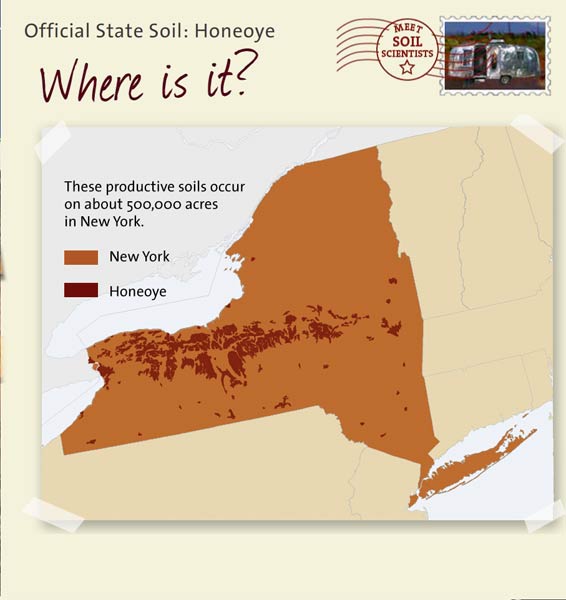 Official State Soil: Honeoye 
June 21st 

This is a map of New York showing the location of Honeoye soils. These productive soils occur on about 500,000 acres in New York.