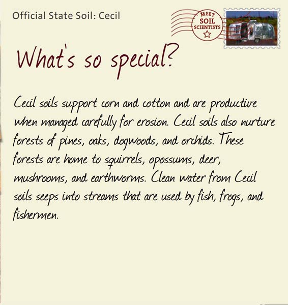 Official State Soil: Cecil 
March 26th 


Cecil soils support corn and cotton and are productive when managed carefully for erosion. Cecil soils also nurture forests of pines, oaks, dogwoods, and orchids. These forests are home to squirrels, opossums, deer, mushrooms, and earthworms. Clean water from Cecil soils seeps into streams that are used by fish, frogs, and fishermen.
