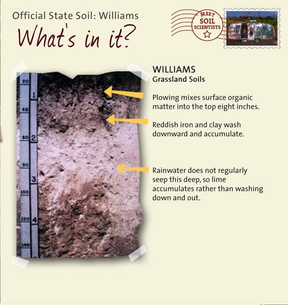 Official State Soil: Williams 
April 26th 

This is a photo of the layers that make up a Williams soil profile. Williams: Grassland Soils. Layer 1: Plowing mixes surface organic matter into the top eight inches. Layer 2: Reddish iron and clay wash downward and accumulate. Layer 3: Rainwater does not regularly seep this deep, so lime accumulates rather than washing down and out.