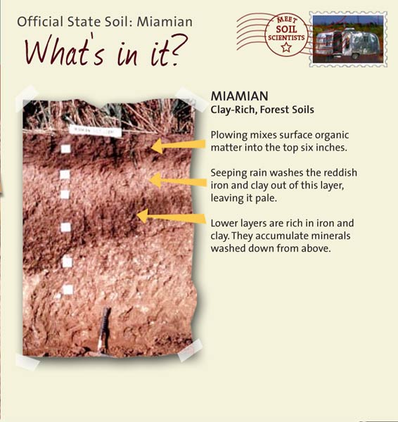 Official State Soil: Miamian 
September 13th 

This is a photo of the layers that make up a Miamian soil profile. Miamian: Clay-Rich, Forest Soils. Layer 1: Plowing mixes surface organic matter into the top six inches. Layer 2: Seeping rain washes the reddish iron and clay out of this layer, leaving it pale. Layer 3: Lower layers are rich in iron and clay. They accumulate minerals washed down from above.
