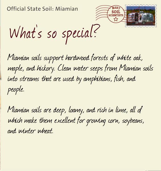 Official State Soil: Miamian 
September 13th 


Miamian soils support hardwood forests of white oak, maple, and hickory. Clean water seeps from Miamian soils into streams that are used by amphibians, fish, and people.

Miamian soils are deep, loamy, and rich in lime, all of which make them excellent for growing corn, soybeans, and winter wheat.
