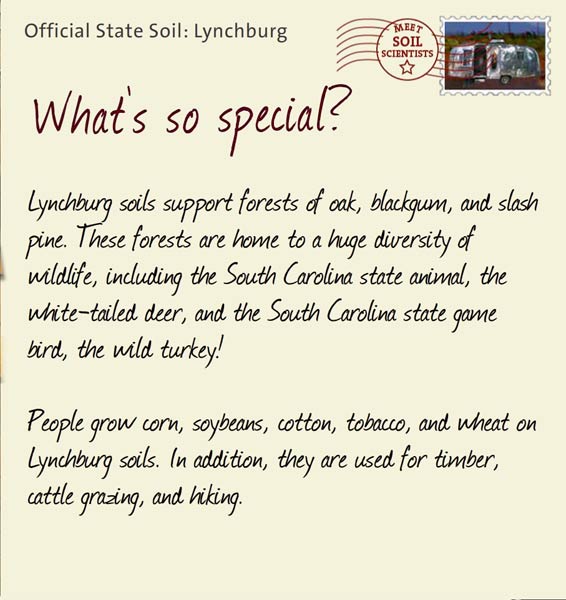 Official State Soil: Lynchburg 
May 12th 


Lynchburg soils support forests of oak, blackgum, and slash pine. These forests are home to a huge diversity of wildlife, including the South Carolina state animal, the white-tailed deer, and the South Carolina state game bird, the wild turkey!

People grow corn, soybeans, cotton, tobacco, and wheat on Lynchburg soils. In addition, they are used for timber, cattle grazing, and hiking. 
