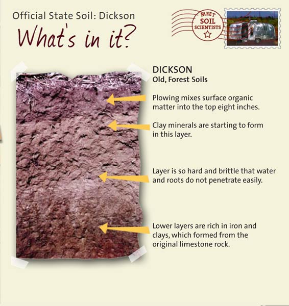 Official State Soil: Dickson 
September 15th 

This is a photo of the layers that make up a Dickson soil profile. Dickson: Old, Forest Soils. Layer 1: Plowing mixes surface organic matter into the top eight inches. Layer 2: Clay minerals are starting to form in this layer. Layer 3: Layer is so hard and brittle that water and roots do not penetrate easily. Layer 4: Lower layers are rich in iron and clays, which formed from the original limestone rock.