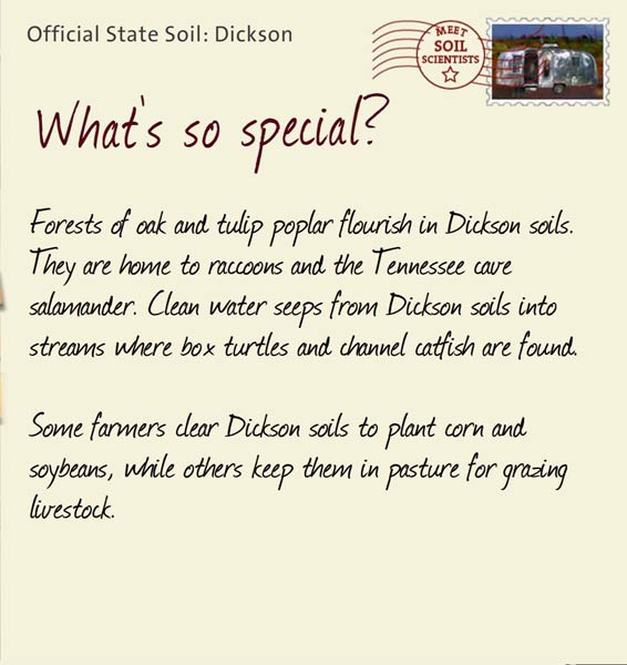 Official State Soil: Dickson 
September 15th 


Forests of oak and tulip poplar flourish in Dickson soils. They are home to raccoons and the Tennessee cave salamander. Clean water seeps from Dickson soils into streams where box turtles and channel catfish are found.

Some farmers clear Dickson soils to plant corn and soybeans, while others keep them in pasture for grazing livestock. 
