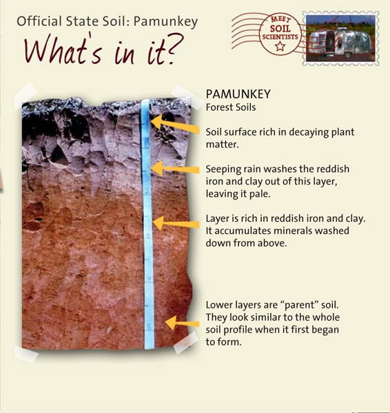 Official State Soil: Pamunkey 
June 16th 

This is a photo of the layers that make up a Pamunkey soil profile. Pamunkey: Forest Soils. Layer 1: Soil surface rich in decaying plant matter. Layer 2: Seeping rain washes the reddish iron and clay out of this layer, leaving it pale. Layer 3: Layer is rich in reddish iron and clay. It accumulates minerals washed down from above. Layer 4: Lower layers are "parent" soil. They look similar to the whole soil profile when it first began to form.