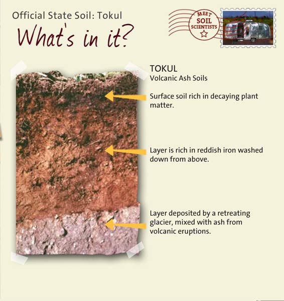 Official State Soil: Tokul 
July 18th 

This is a photo of the layers that make up a Tokul soil profile. Tokul: Volcanic Ash Soils. Layer 1: Surface soil rich in decaying plant matter. Layer 2: Layer is rich in reddish iron washed down from above. Layer 3: Layer deposited by a retreating glacier, mixed with ash from volcanic eruptions.