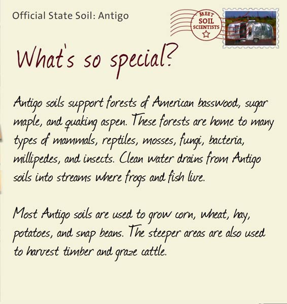 Official State Soil: Antigo 
February 29th 


Antigo soils support forests of American basswood, sugar maple, and quaking aspen. These forests are home to many types of mammals, reptiles, mosses, fungi, bacteria, millipedes, and insects. Clean water drains from Antigo soils into streams where frogs and fish live.
 
Most Antigo soils are used to grow corn, wheat, hay, potatoes, and snap beans. The steeper areas are also used to harvest timber and graze cattle.
