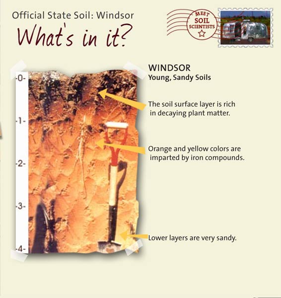 Official State Soil: Windsor 
December 5th 

This is a photo of the layers that make up a Windsor soil profile. Windsor: Young, Sandy Soils. Layer 1: The soil surface is rich in decaying plant matter. Layer 2: Orange and yellow colors are imparted by iron compounds. Layer 3: Lower layers are very sandy.