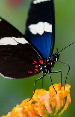 WHERE CAN YOU SEE 1,300 SPECIES OF BUTTERFLIES?